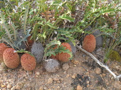 Banksia gardneri