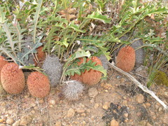 Banksia gardneri