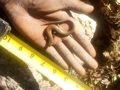 Plestiodon tetragrammus brevilineatus