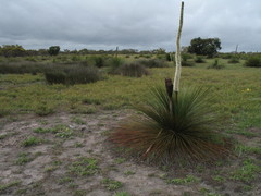 Xanthorrhoea platyphylla