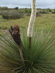 Xanthorrhoea platyphylla