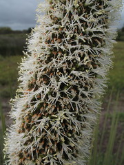 Xanthorrhoea platyphylla