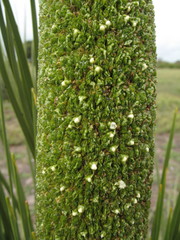 Xanthorrhoea platyphylla