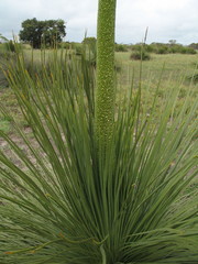 Xanthorrhoea platyphylla