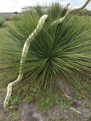 Xanthorrhoea platyphylla