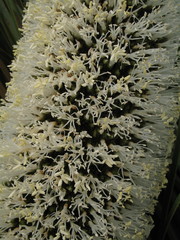 Xanthorrhoea platyphylla
