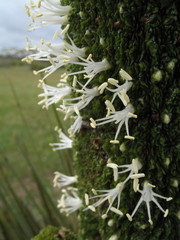 Xanthorrhoea platyphylla
