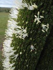 Xanthorrhoea platyphylla