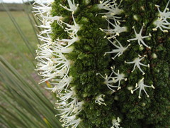Xanthorrhoea platyphylla
