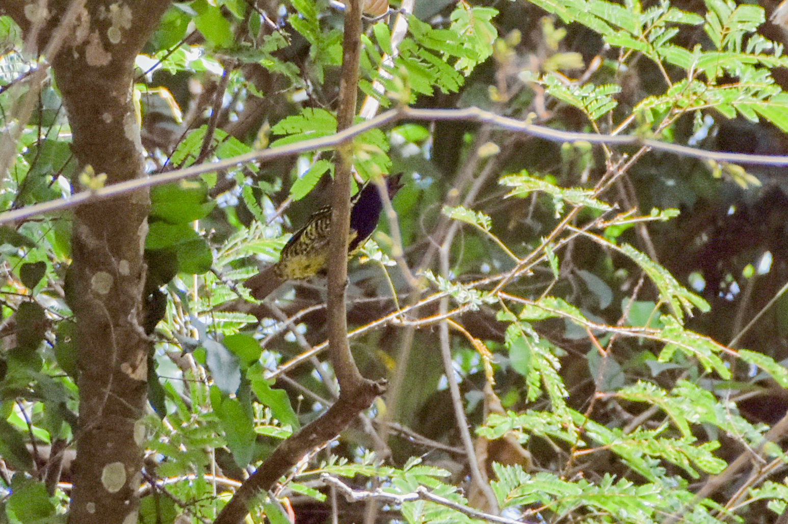 Yellow-spotted Barbet (Buccanodon duchaillui), photo 3