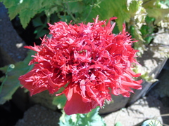 Papaver somniferum somniferum