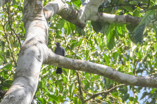 Nimba Flycatcher (Melaenornis annamarulae), photo 4
