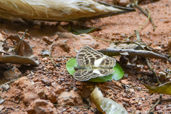 Apectinaria