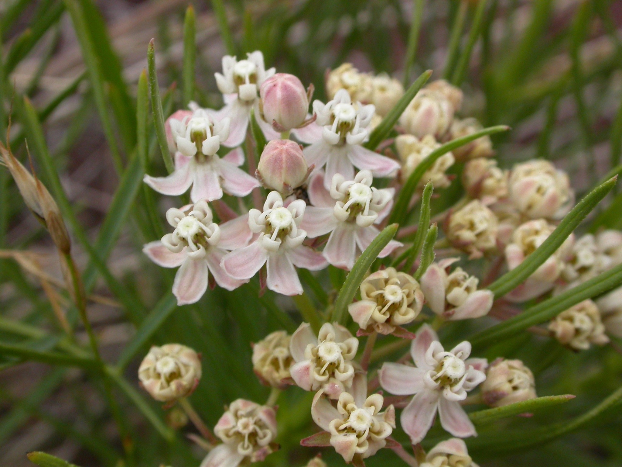 Asclepias pumila