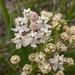 Plains Milkweed - Photo (c) Mark Fishbein, some rights reserved (CC BY-NC), uploaded by Mark Fishbein