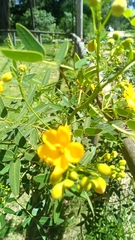 Senna corymbosa