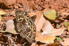 Catuna angustatum