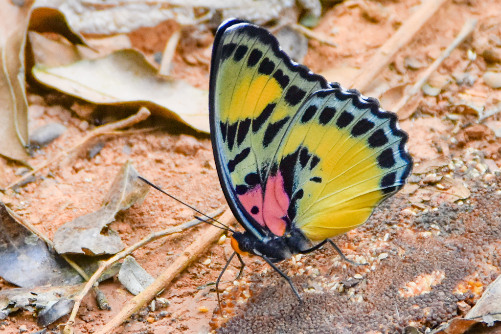 Janetta Themis Forester