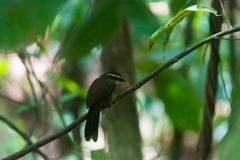 Pomatorhinus melanurus