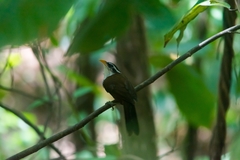 Pomatorhinus melanurus