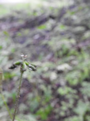 Adenocaulon chilense