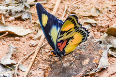 Euphaedra janetta janetta