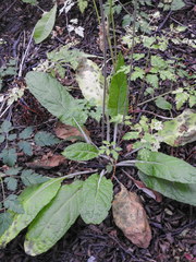 Adenocaulon chilense