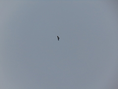 Pandion haliaetus
