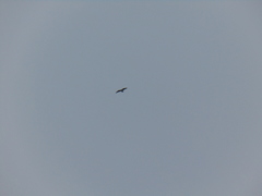 Pandion haliaetus