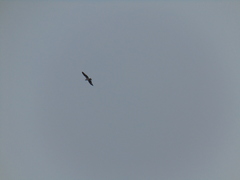 Pandion haliaetus