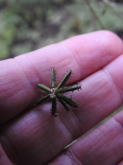 Adenocaulon chilense