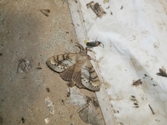 Dendrolimus tabulaeformis