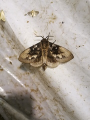 Dendrolimus sibiricus