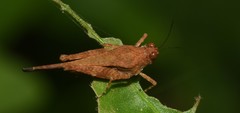 Paratettix subpustulata