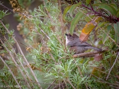 Psaltriparus minimus minimus