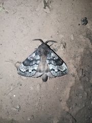 Dendrolimus sibiricus