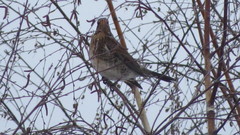 Turdus pilaris