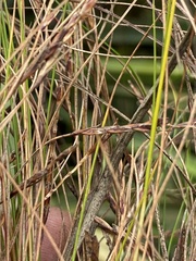 Ficinia angustifolia