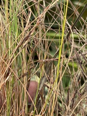 Ficinia angustifolia
