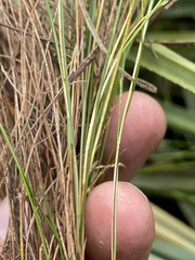 Ficinia angustifolia