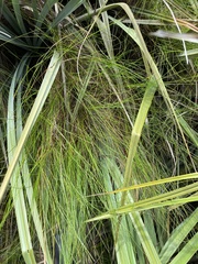 Ficinia angustifolia