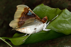 Eupastranaia
