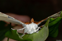 Eupastranaia