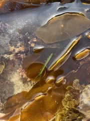 Pentidotea kirchanskii