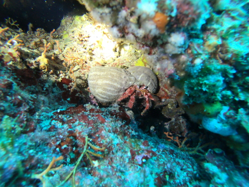 Crveni samac (Dardanus calidus)
