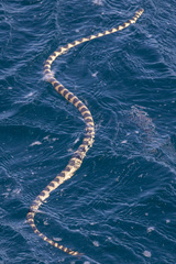 Hydrophis cyanocinctus