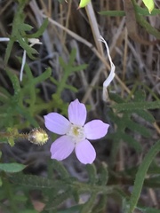 Gilia flavocincta