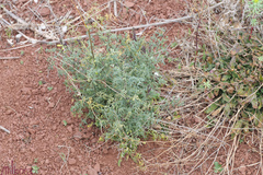 Ruta angustifolia