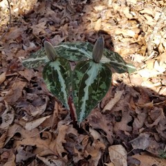 Trillium decipiens