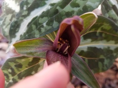 Trillium decipiens